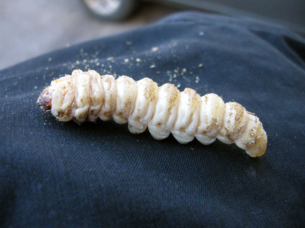 enorme larva da identificare